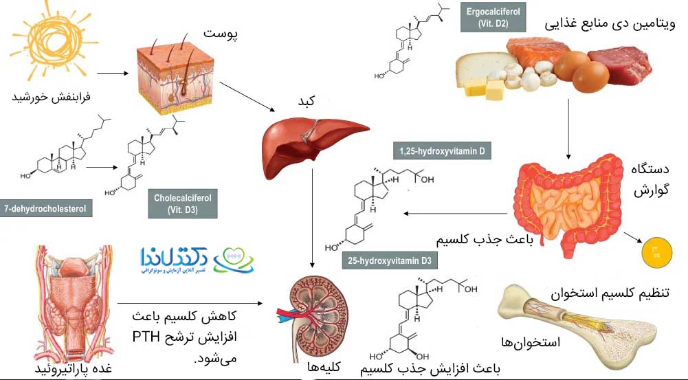 متابولیسم ویتامین دی در بدن